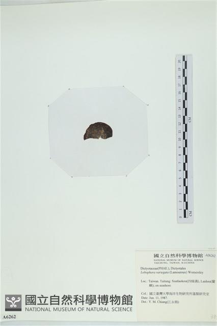 登錄號:A00006262藏品圖，第3張