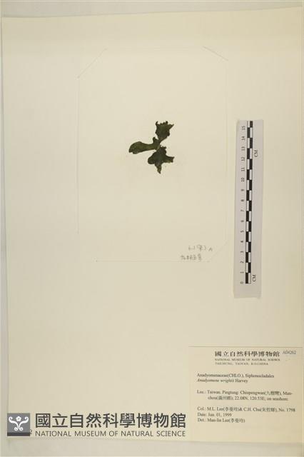 浮網藻, 肋葉藻藏品圖，第3張