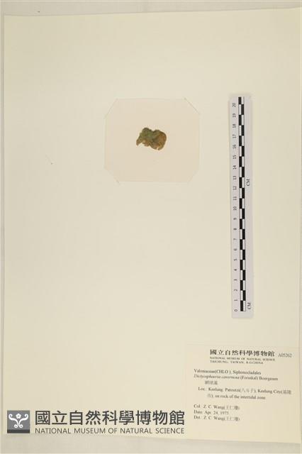 網球藻藏品圖，第3張