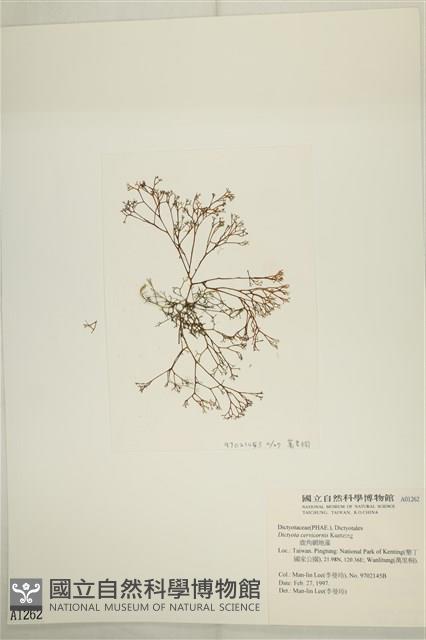 鹿角網地藻藏品圖，第3張