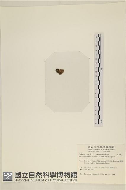 網球藻藏品圖，第3張