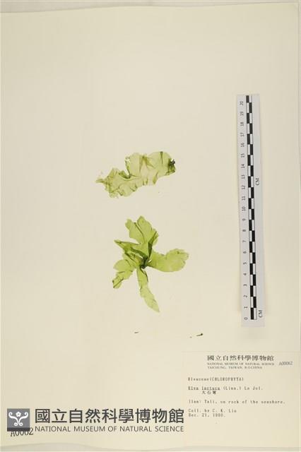 大石蓴, 石蓴藏品圖，第1張