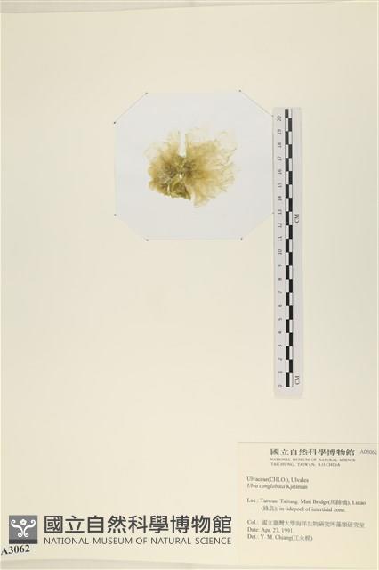 茶花石蓴, 牡丹菜藏品圖，第3張