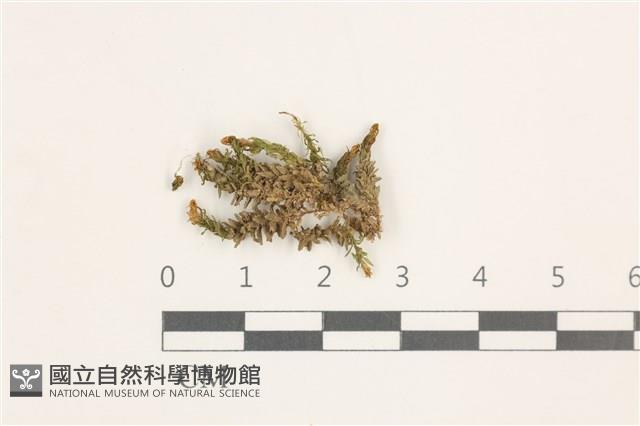 登錄號:B00018162藏品圖，第1張
