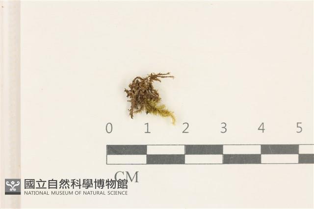 細葉櫛葉蘚, 毛葉梳蘚藏品圖，第1張