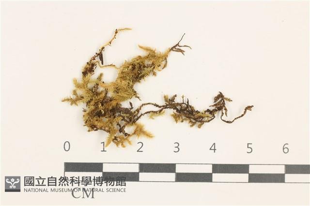 登錄號:B00009562藏品圖，第1張