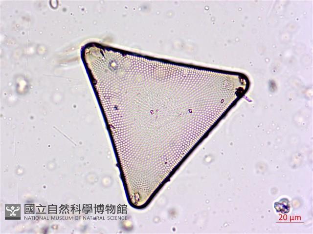 登錄號:A00004562藏品圖，第3張
