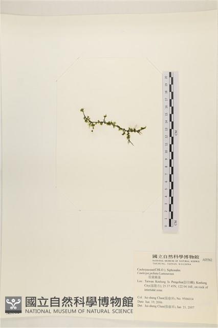 盾葉蕨藻藏品圖，第3張