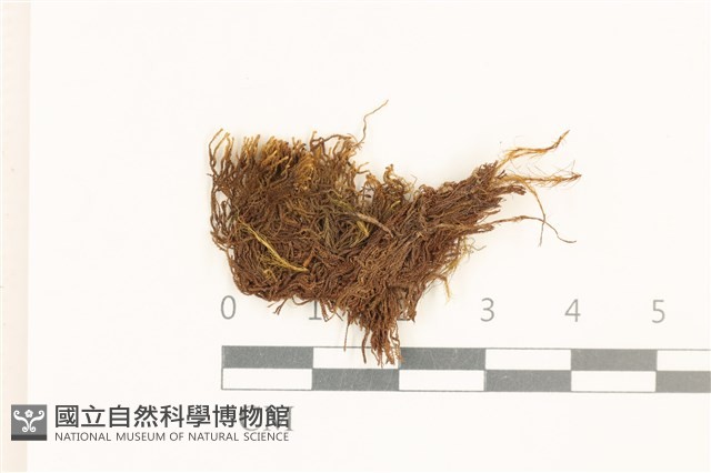 細廣萼苔藏品圖，第1張