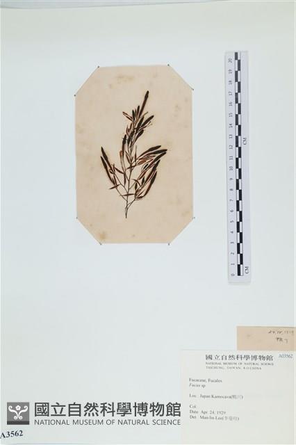 登錄號:A00003562藏品圖，第3張