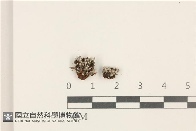 登錄號:B00012462藏品圖，第1張