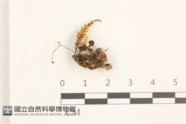 登錄號:B00019462藏品圖，第1張
