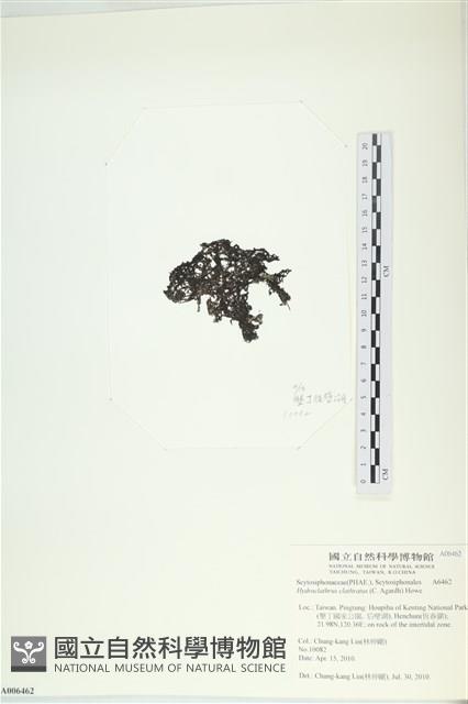 網胰藻藏品圖，第3張