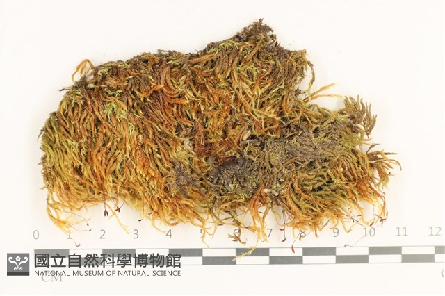 登錄號:B00005462藏品圖，第1張