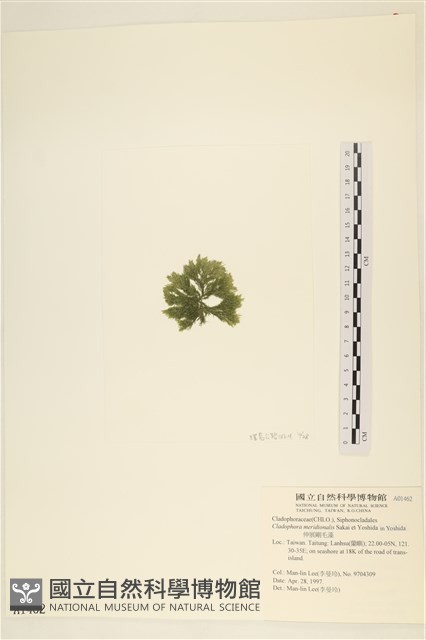 伸展剛毛藻藏品圖，第3張