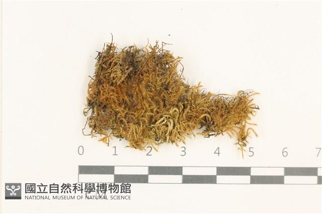 長肋細濕蘚藏品圖，第1張