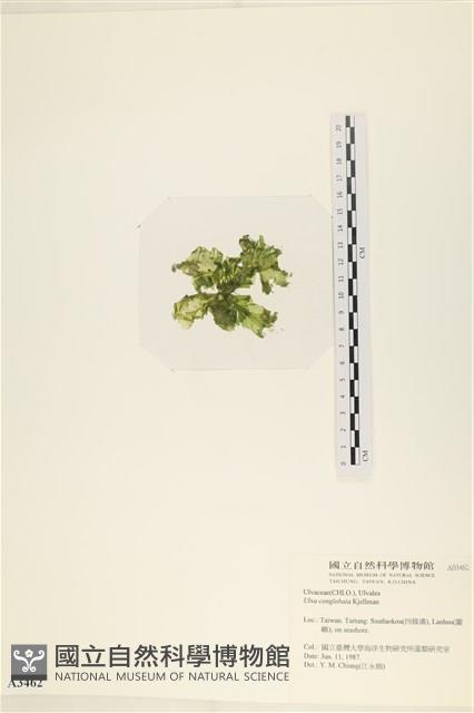 茶花石蓴, 牡丹菜藏品圖，第3張