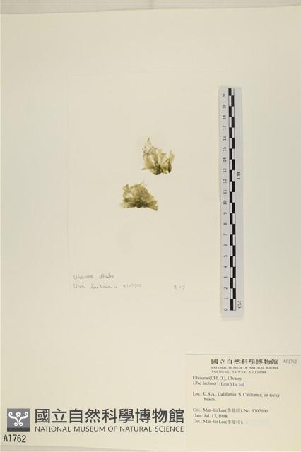 大石蓴, 石蓴藏品圖，第1張