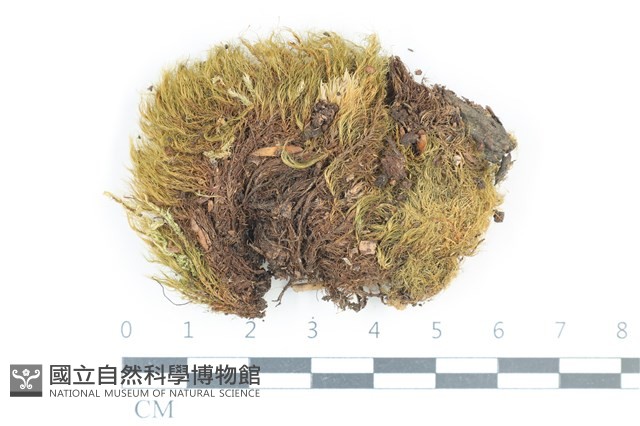 叢葉青毛蘚藏品圖，第1張