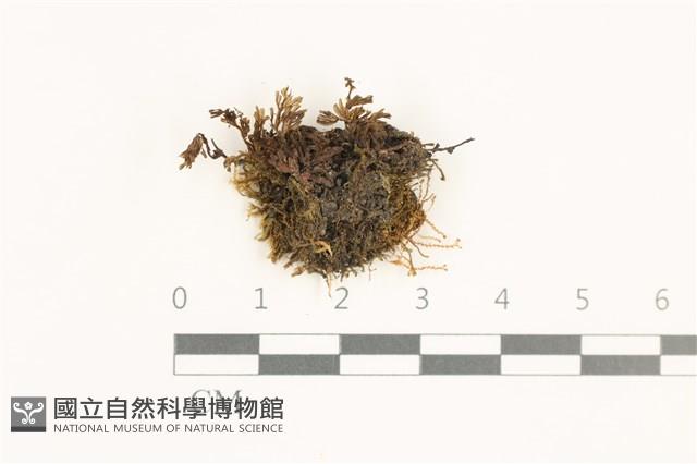 登錄號:B00019602藏品圖，第1張