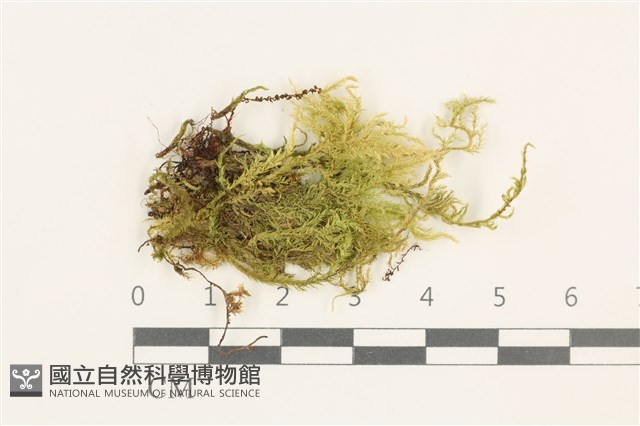 登錄號:B00009602藏品圖，第1張