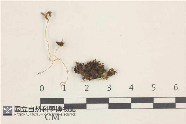 登錄號:B00014602藏品圖，第1張