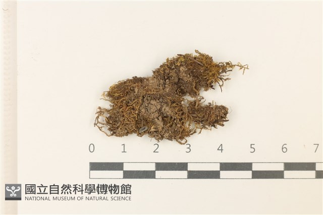 紅色擬大萼苔藏品圖，第1張