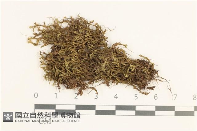 登錄號:B00020602藏品圖，第1張