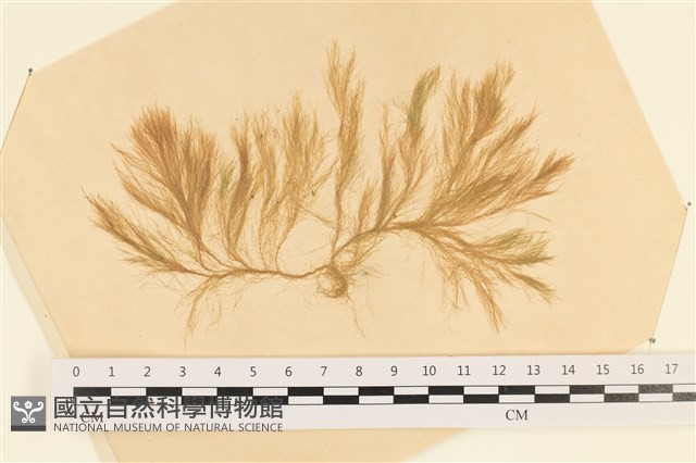 登錄號:A00003602藏品圖，第1張