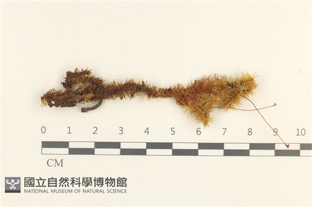大熱澤蘚藏品圖，第1張