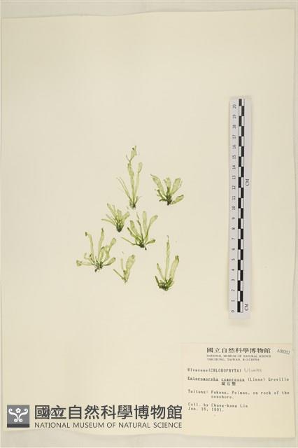 扁石髮藏品圖，第1張