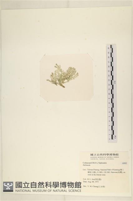 登錄號:A00008002藏品圖，第3張
