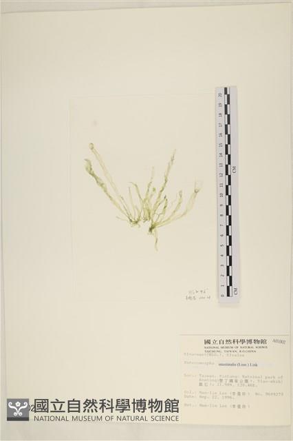 腸滸苔, 河石髮藏品圖，第2張