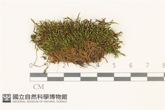 登錄號:B00015102藏品圖，第1張