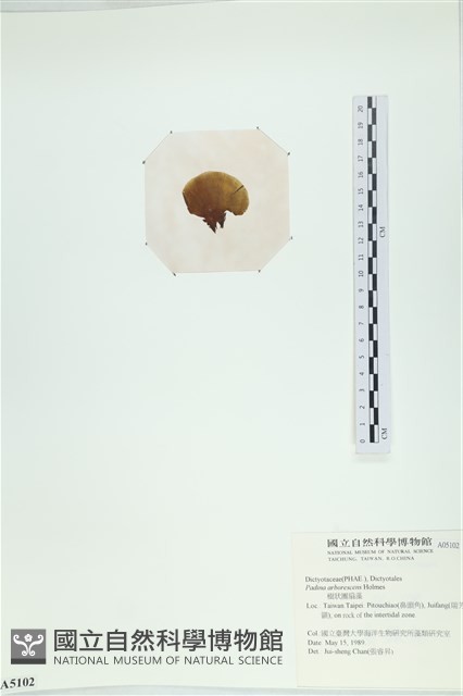 樹狀團扇藻藏品圖，第3張