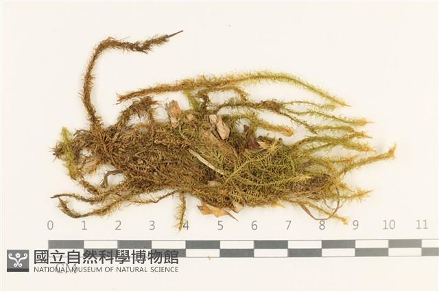 雲南熱澤蘚藏品圖，第1張