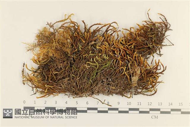 登錄號:B00017502藏品圖，第1張