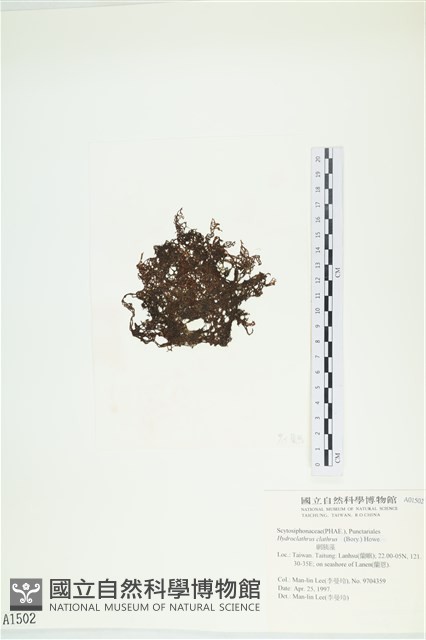 網胰藻藏品圖，第3張