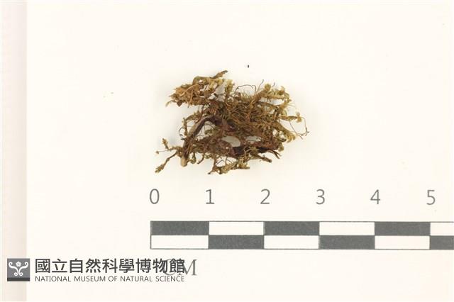 鞭苔,三裂鞭苔藏品圖，第1張