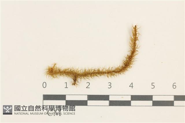 大熱澤蘚藏品圖，第1張