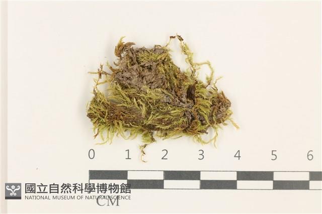 羽枝青蘚藏品圖，第1張
