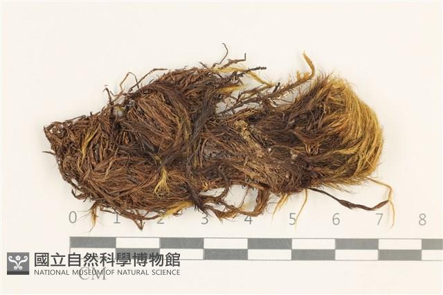 日本曲柄蘚藏品圖，第1張