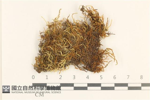 登錄號:B00017402藏品圖，第1張