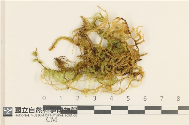登錄號:B00011402藏品圖，第1張