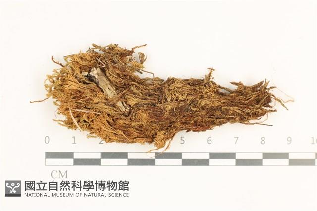 沼澤皺蒴蘚藏品圖，第1張