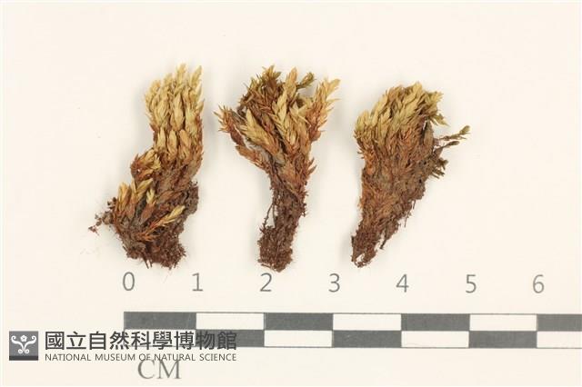 登錄號:B00003402藏品圖，第1張