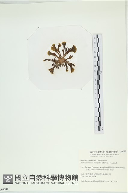多扇藻藏品圖，第3張