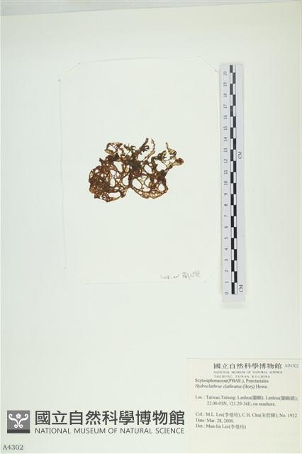 網胰藻藏品圖，第3張