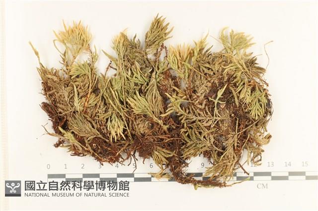 登錄號:B00017302藏品圖，第1張