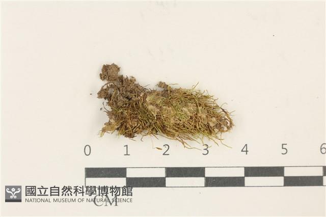 淡色克氏苔藏品圖，第1張